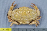 藏品(雕刻真扇蟹)的圖片